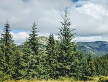 pine trees on a mountain top